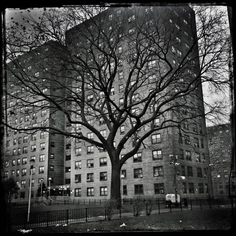 Black-and-white photo of a large apartment building, the Van Dyke Houses in Brownsville, Brooklyn, with a tree in front.